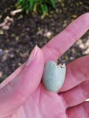 Turdus merula merula