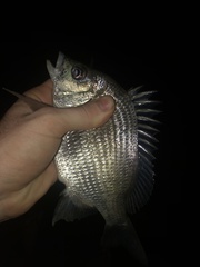 Acanthopagrus pacificus