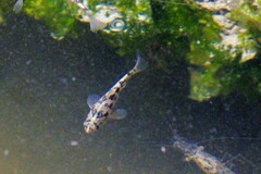 Cyprinodon variegatus