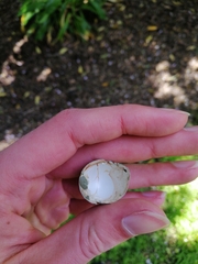 Turdus merula merula