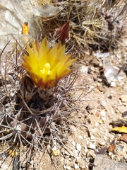 Eriosyce heinrichiana