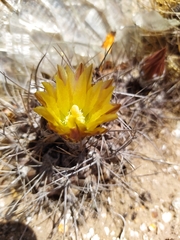 Eriosyce heinrichiana
