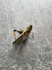 Rhammatocerus viatorius