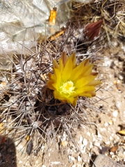 Eriosyce heinrichiana