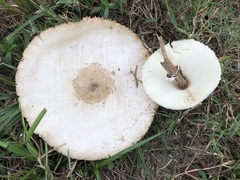 Chlorophyllum
