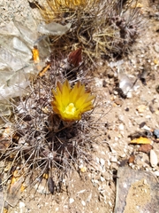 Eriosyce heinrichiana