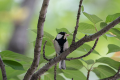 Parus minor