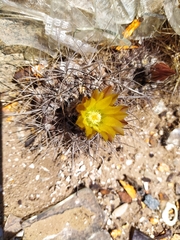 Eriosyce heinrichiana