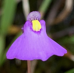 Utricularia barkeri