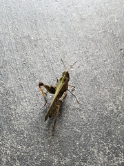 Rhammatocerus viatorius