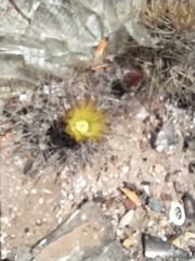 Eriosyce heinrichiana