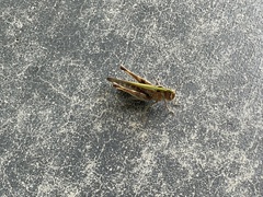 Rhammatocerus viatorius