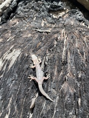 Christinus marmoratus
