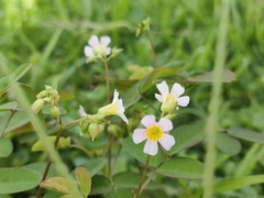 Oxalis barrelieri