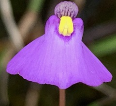 Utricularia barkeri