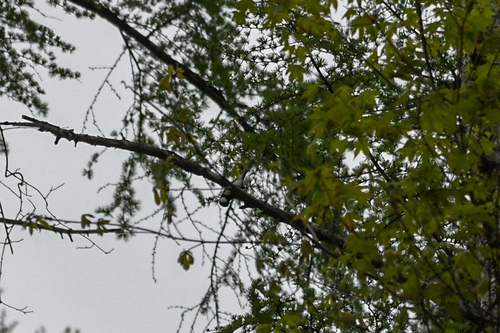 Japanese larch (Larix kaempferi)
