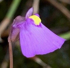 Utricularia barkeri