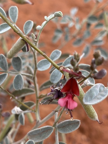 Indigofera georgei