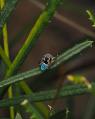 Maratus anomalus