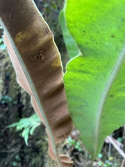Elaphoglossum