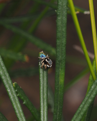Maratus anomalus