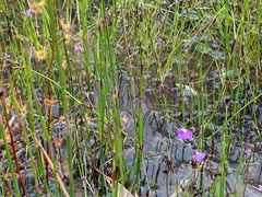 Utricularia barkeri