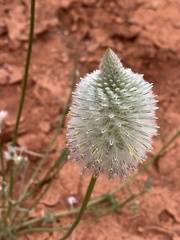 Ptilotus xerophilus