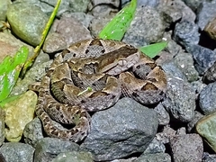 Bothrops asper