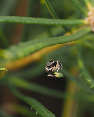 Maratus anomalus