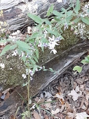 Symphyotrichum shortii
