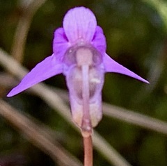 Utricularia barkeri