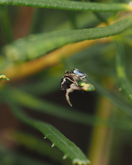 Maratus anomalus