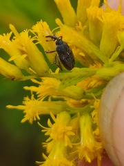 Odontocorynus