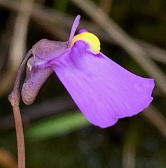 Utricularia barkeri