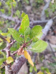 Bursera epinnata