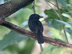 Thamnophilus nigriceps