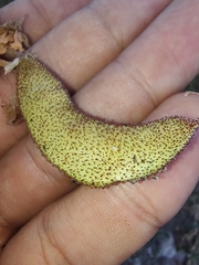 Erythrostemon placidus
