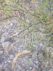 Erythrostemon placidus