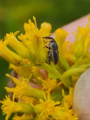 Odontocorynus