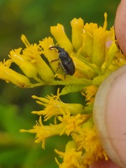 Odontocorynus