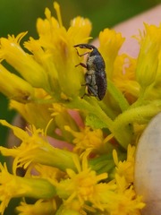 Odontocorynus
