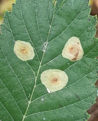 Cameraria corylisella