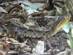 Bothrops asper