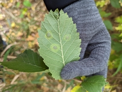 Cameraria corylisella