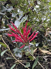 Siphocampylus retrorsus