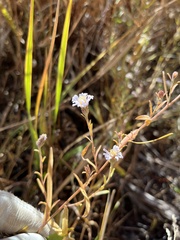 Symphyotrichum ascendens