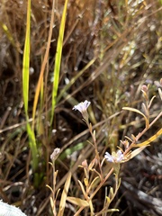 Symphyotrichum ascendens