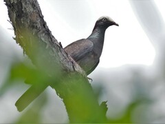 Patagioenas leucocephala