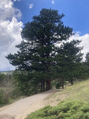Pinus flexilis