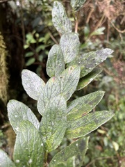 Siphocampylus retrorsus